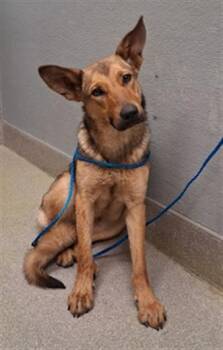 German Shepherd Dog Dogs Available for Adoption in Las Vegas, Nevada - LUCY | PetCurious