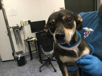 Chihuahua and Mixed Breed Dogs Available for Adoption in Thousand Palms, California - BURRITO | PetCurious