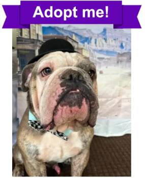 Whiskey -  English Bulldog Dog for Adoption in Pearland, Texas - Whiskey | PetCurious