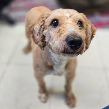 Miniature Poodle Dogs Available for Adoption in Milan, Illinois - Juneau | PetCurious