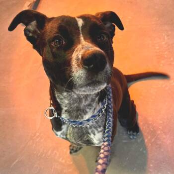 Pit Bull Terrier and Australian Cattle Dog Blue Heeler Dogs Available for Adoption - Thin Mint | PetCurious