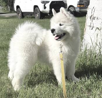 Gretzky (Green boy) -  Samoyed Dog for Sale in Fairbanks, Alaska - Gretzky (Green Boy) | PetCurious