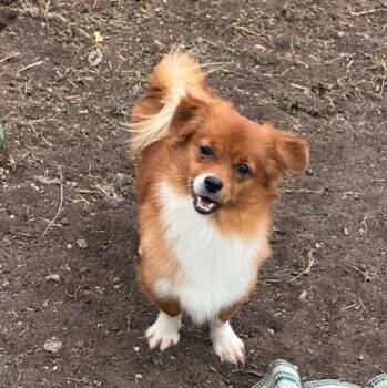 Red -  Pomeranian Dog for Adoption in Williston, Vermont - Red | PetCurious