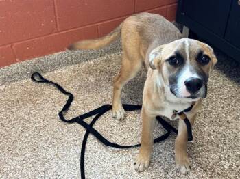 Australian Cattle Dog Blue Heeler and Mixed Breed Dogs Available for Adoption - BARNEY | PetCurious