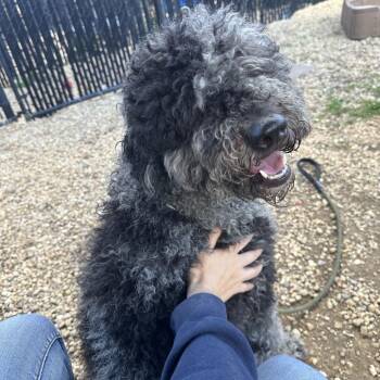 Cher -  Mixed Breed Dog for Adoption in Philadelphia, Pennsylvania - Cher | PetCurious