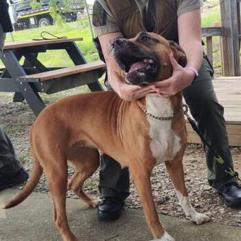 TNGC-Stray-1245 -  Mixed Breed Dog for Adoption in Pulaski, Tennessee - TNGC-Stray-1245 | PetCurious