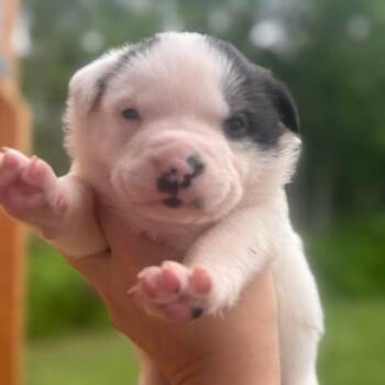 American Bully Dogs Available for Adoption in Crosby, Texas - Gigi | PetCurious