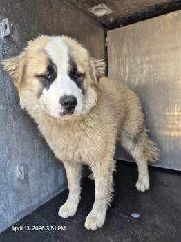 Husky Dogs Available for Adoption in San Antonio, Texas - HANNAH | PetCurious