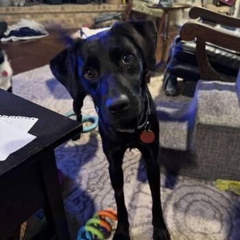 Rescue Terrier Dogs for Adoption in Seguin, Texas - Clover | PetCurious