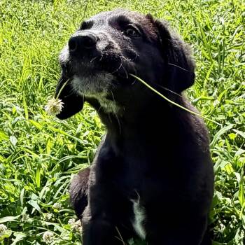 Trooper - Missouri MY26-121 -  Border Collie and Mixed Breed Dog for Adoption in Peyton, Colorado - Trooper - Missouri MY26-121 | PetCurious