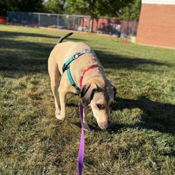 Catahoula Leopard Dog and Treeing Walker Coonhound Dogs Available for Adoption - Bellamy | PetCurious
