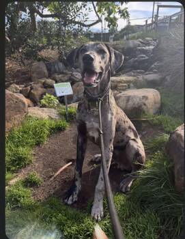 Great Dane Dogs Available for Adoption - Oakley | PetCurious