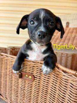 Tiger Lily -  Chihuahua Dog for Adoption in Shawnee, Oklahoma - Tiger Lily | PetCurious