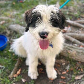 Wally - Chino Hills Location -  Polish Lowland Sheepdog and Mixed Breed Dog for Adoption in Chino Hills, California - Wally - Chino Hills Location | PetCurious