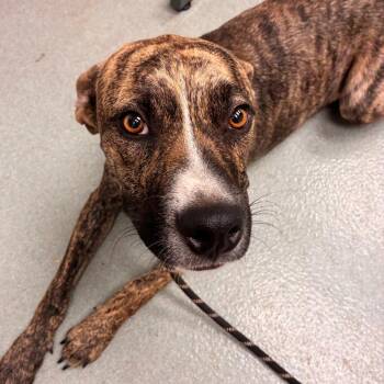 Chester -  Pit Bull Terrier Dog for Adoption in Abilene, Texas - Chester | PetCurious