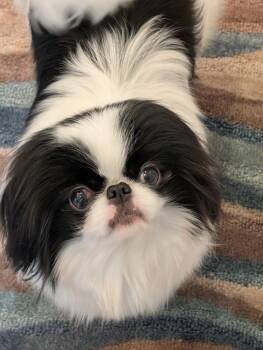 Mai Mai -  Japanese Chin Dog for Adoption in Greensboro, North Carolina - Mai Mai | PetCurious