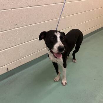 Prince -  Mixed Breed Dog for Adoption in Memphis, Tennessee - Prince | PetCurious