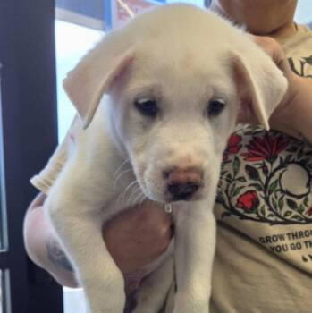 Desnoyers / Uncle -  Labrador Retriever and Mixed Breed Dog for Adoption in Broomfield, Colorado - Desnoyers / Uncle | PetCurious