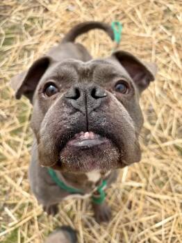 Boxer Dogs Available for Adoption - Milton | PetCurious