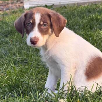 Taffy -  Hound and Mixed Breed Dog for Adoption in Shorewood, Illinois - Taffy | PetCurious