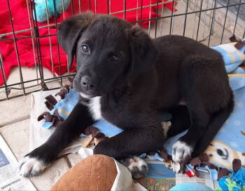 Rescue Golden Retriever and Great Pyrenees Dogs for Adoption - J J | PetCurious