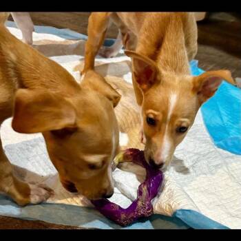 St. Martin -  Labrador Retriever and Rat Terrier Dog for Adoption in Buffalo, Minnesota - St. Martin | PetCurious