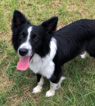Gibson -  Border Collie Dog for Adoption in Columbia, Missouri - Gibson | PetCurious