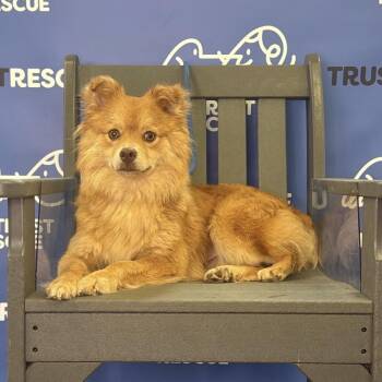 CHRISSI -  Pomeranian Dog for Adoption in Waterford, New Jersey - CHRISSI | PetCurious