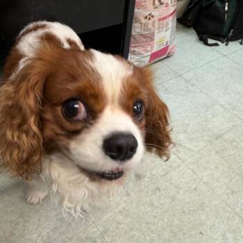 Max Oak -  Cavalier King Charles Spaniel Dog for Adoption in Philadelphia, Pennsylvania - Max Oak | PetCurious
