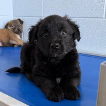 Chili Willy -  Mixed Breed Dog for Adoption in Martinsville, Virginia - Chili Willy | PetCurious