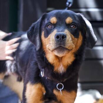 Bronco -  Rottweiler and Mixed Breed Dog for Adoption in Washington, District Of Columbia - Bronco | PetCurious