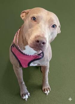OLIVE -  Mixed Breed Dog for Adoption in Jacksonville, Florida - OLIVE | PetCurious