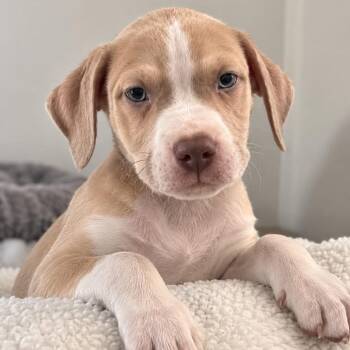Gambit -  Australian Shepherd and Shepherd Dog for Adoption in Tampa, Florida - Gambit | PetCurious