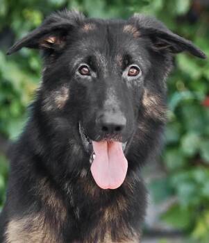 Elvis von Datzetal -  German Shepherd Dog Dog for Adoption in Los Angeles, California - Elvis Von Datzetal | PetCurious