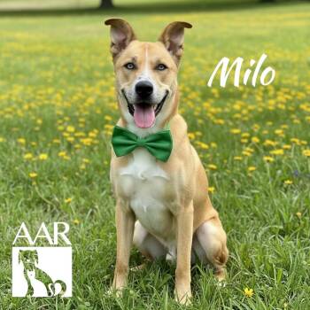 Husky and Black Mouth Cur Dogs Available for Adoption in Magnolia, Texas - Milo | PetCurious