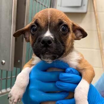 Muffin -  French Bulldog and Chihuahua Dog for Adoption in Council Bluffs, Iowa - Muffin | PetCurious