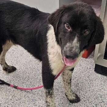 Will -  Mixed Breed Dog for Adoption in Buffalo, Minnesota - Will | PetCurious