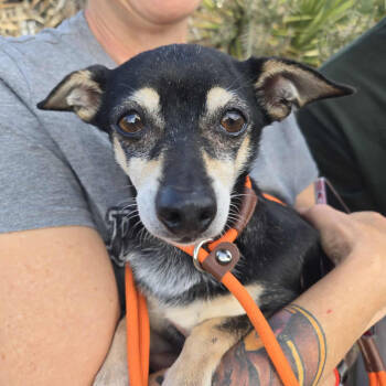 Rescue Chihuahua Dogs for Adoption in Ramona, California - Goose Beurre | PetCurious