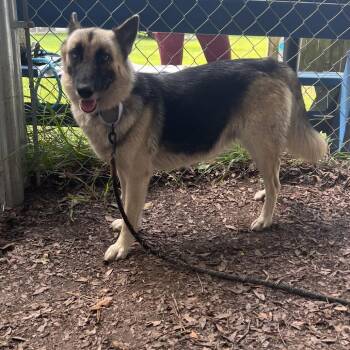 Farah -  Shepherd Dog for Adoption in Summerville, South Carolina - Farah | PetCurious