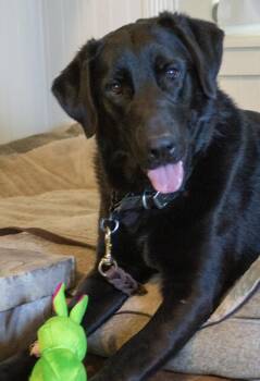Rescue Labrador Retriever and Shepherd Dogs for Adoption in Santa Monica, California - Beau | PetCurious