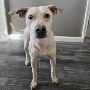Asteroids -  Mixed Breed Dog Available for Adoption in Jackson, Missouri - Asteroids | PetCurious
