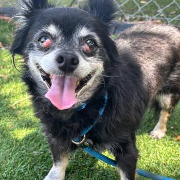 Romeo -  Chihuahua Dog for Adoption in Port Richey, Florida - Romeo | PetCurious