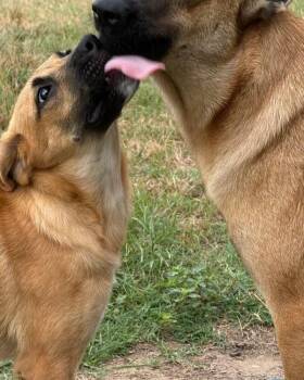 Brio -  Shepherd and Black Mouth Cur Dog for Adoption in Brookshire, Texas - Brio | PetCurious