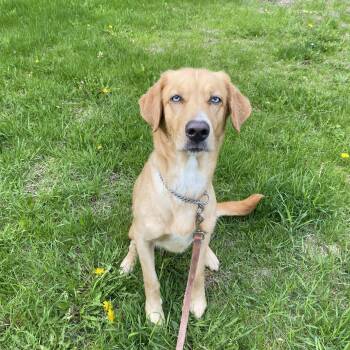 Marley -  Golden Retriever and Husky Dog Available for Adoption in Vaudreuil-dorion, Quebec - Marley | PetCurious