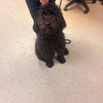 Millie -  Standard Poodle Dog for Adoption in Medina, Ohio - Millie | PetCurious