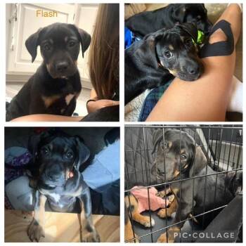 Flash -  Mixed Breed Dog for Adoption in Kansas City, Missouri - Flash | PetCurious