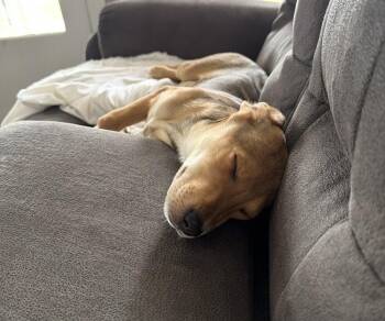 Hound Dogs Available for Adoption - Lainey | PetCurious