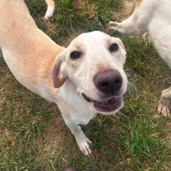 Foster Sirius -  Retriever Dog for Adoption in Oswego, Illinois - Foster Sirius | PetCurious