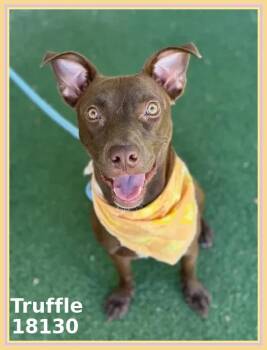 Doberman Pinscher and Labrador Retriever Dogs Available for Adoption in Marietta, Georgia - TRUFFLE | PetCurious