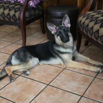 Nyx -  German Shepherd Dog Dog for Adoption in Richmond, Texas - Nyx | PetCurious